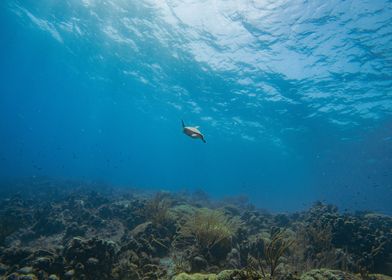 Sea Turtle Underwater