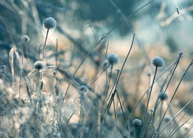 Frosted Meadow