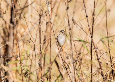 Cute Sparrow Bird on Branch