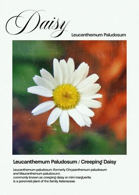 Creeping Daisy Flower