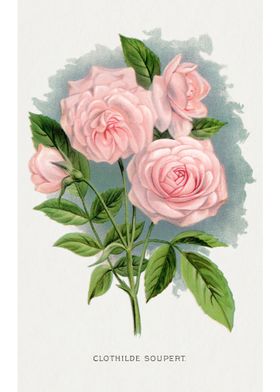 Pink Rose Bouquet Illustration