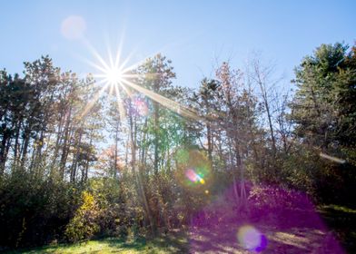 Bright Sunbeams Through Trees