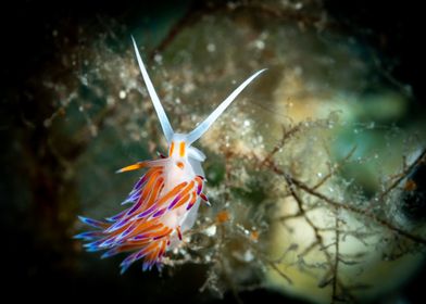 Nudibranch on Seaweed