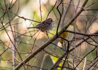 White-throated Sparrow on Branch