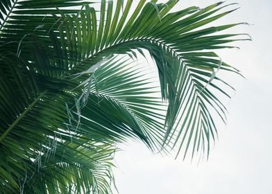 Lush Caribbean Palms 11