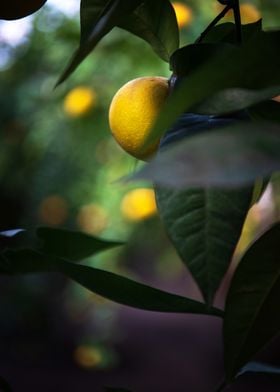 Lemon on Branch