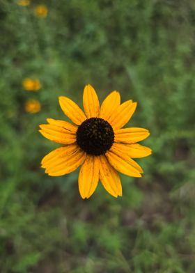 Yellow Flower Close-Up