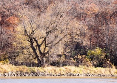 Late Autumn Riverbank