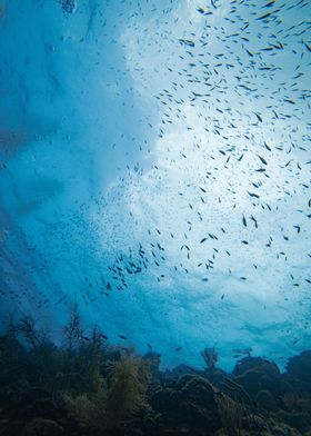 Fish School Underwater in Curacao