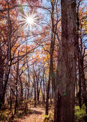 Sunlit Autumn Forest Path