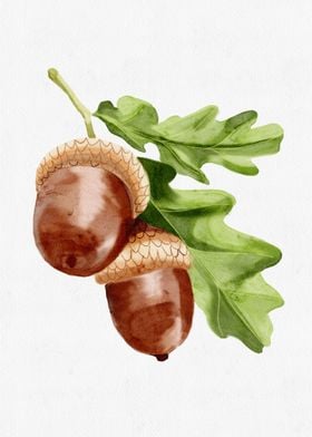 Watercolor Acorn Illustration