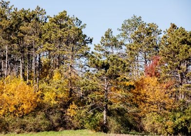 Autumn Forest Landscape