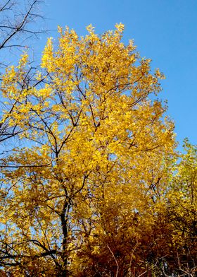 Yellow Autumn Foliage and Blue Sky