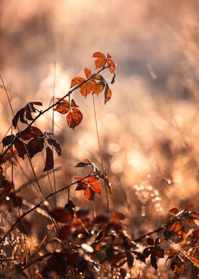 Autumn Leaves in Sunlight