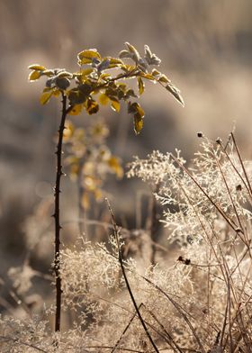 Frosted Winter Branches