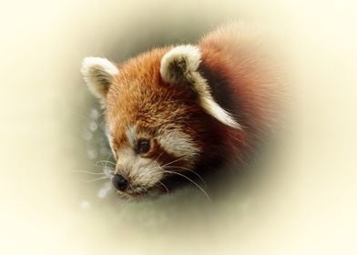 Red Panda Portrait