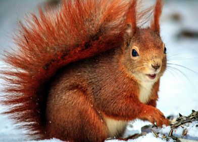 Red Squirrel in Winter