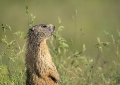 Marmot in Grass