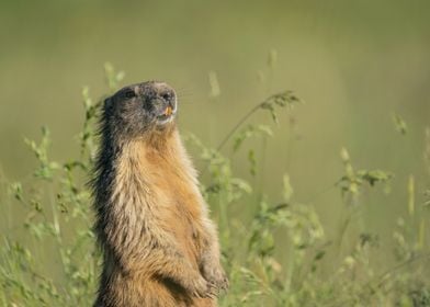 Marmot Standing Tall