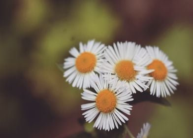 White Daisies 