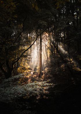 Sunbeams in the Forest