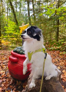 Dog in Autumn Forest