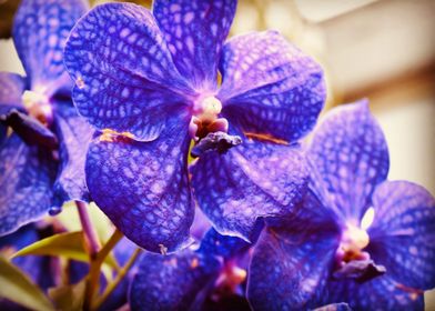 Purple Orchid Close-Up