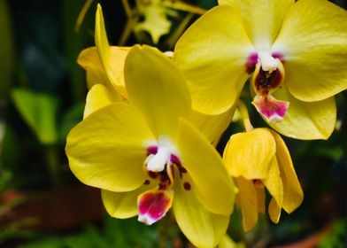 Yellow Orchid Close-Up