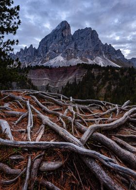 Mountain Roots | Wuerzjoch