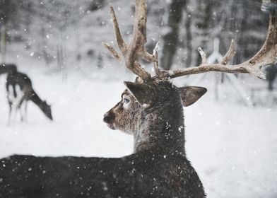 Deer in Winter Snow