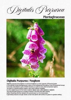 Foxglove Flower