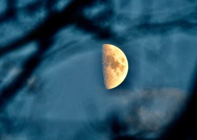 Half Moon Seen Through Leafless Tree Branches