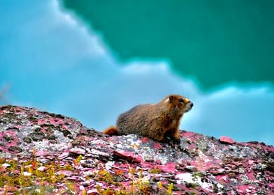 Marmot on a Mountain Cliff Overlooking a Turquoise Lake