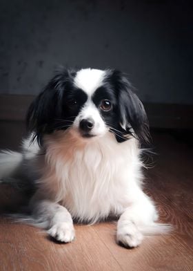 Black and White Papillon Dog