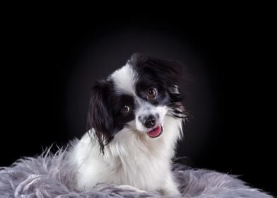 Smiling Papillon Dog