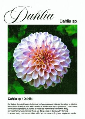 Dahlia Flower Close-Up