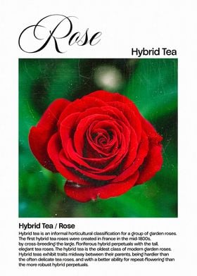 Red Hybrid Tea Rose