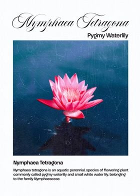 Pygmy Waterlily Flower