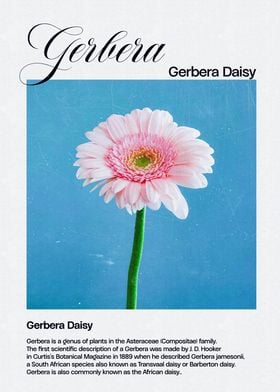 Gerbera Daisy Illustration