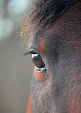 Horse Eye Close-Up