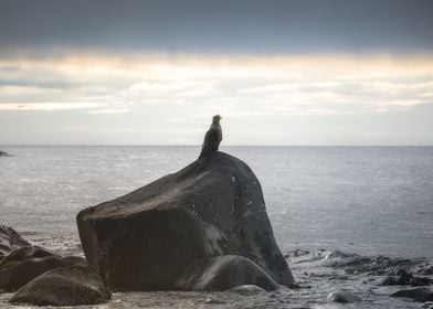 Eagle on a Rock