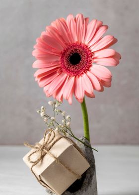 Pink Gerbera Flower with Gift