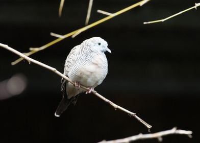 Dove on Branch