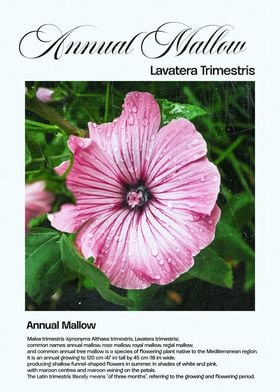 Annual Mallow Flower