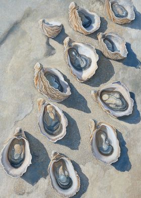 Oyster Shells Beach Ocean Art