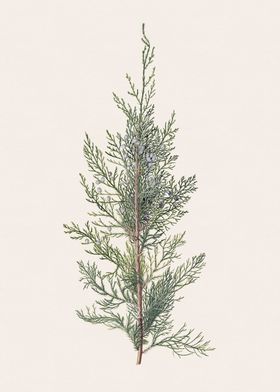 Cedar Branch Illustration