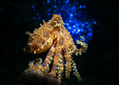 Blue-Ringed Octopus Bubble Bokeh