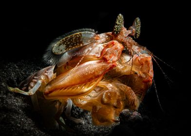 Giant Spearer Mantis Shrimp