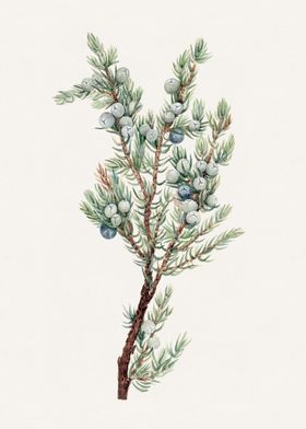 Juniper Branch Watercolor