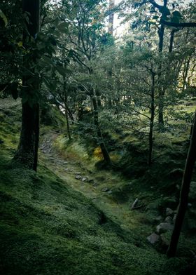 Moss Covered Forest Path